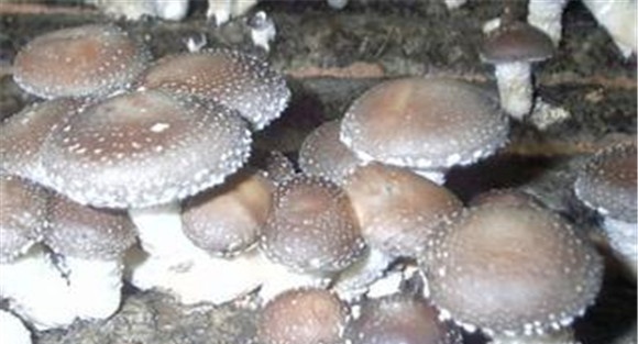如何种植香菇：香菇种植管理技术六要点