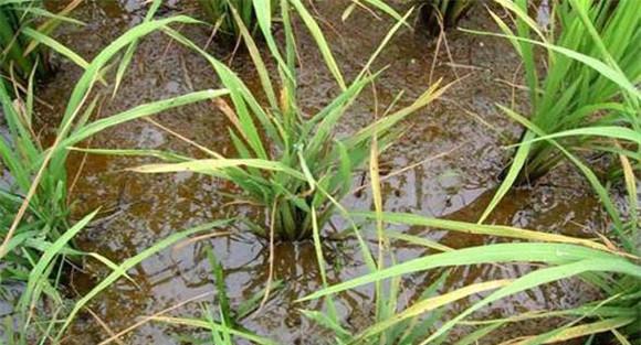 水稻霜霉病为害症状