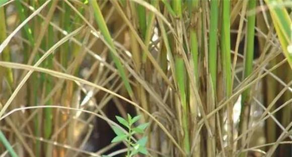 水稻霜霉病病原菌是什么