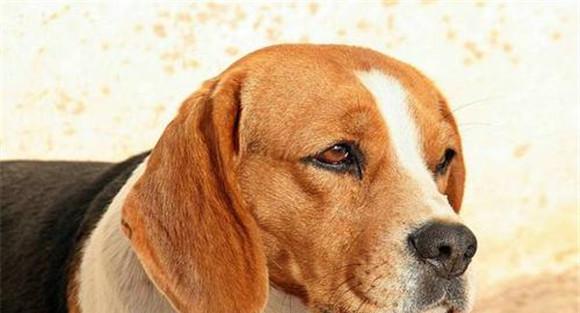 犬冠状病毒的临床症状