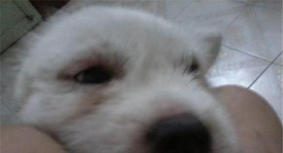犬冠状病毒的流行特点