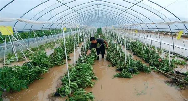 如何及时处理发生涝灾后的蔬菜