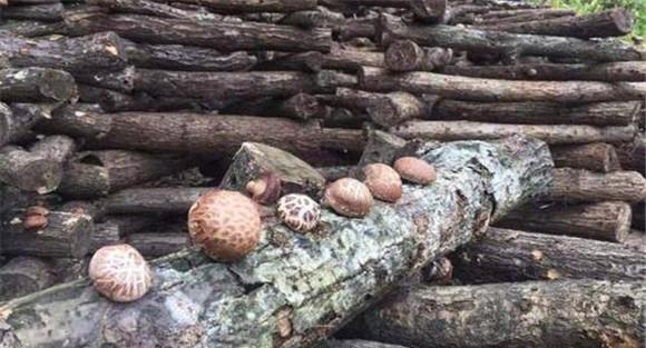 段木种香菇什么时候点菌