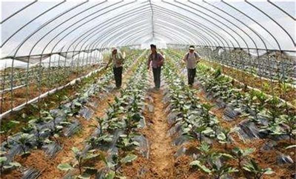 种植蔬菜用什么肥料好