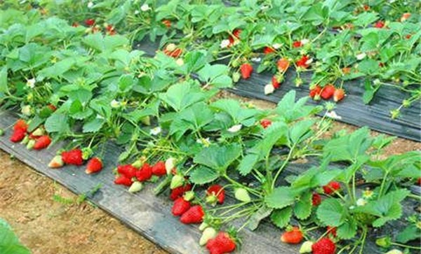 草莓管理上应注意什么问题