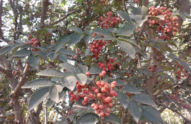 花椒育苗技术要点和整地造林方法