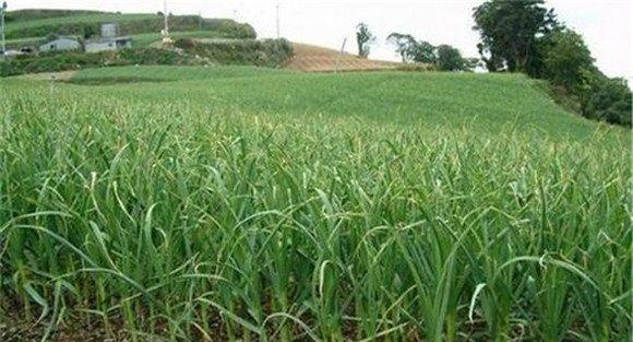 蒜苗栽培的选茬、施肥和整地