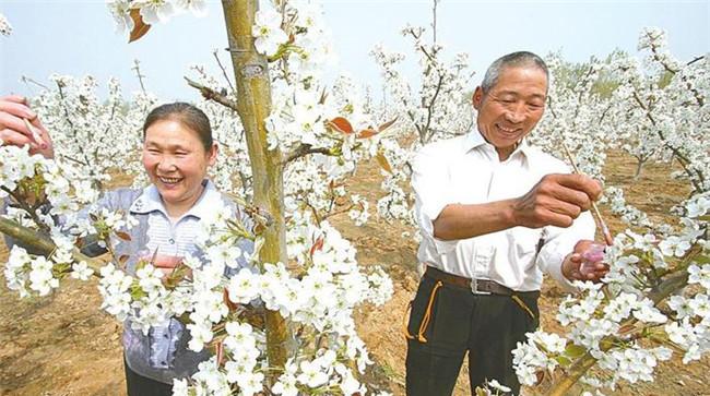梨树人工授粉法