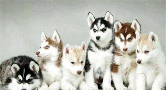 仔犬断奶日龄