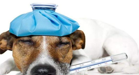 犬副流感的流行特点