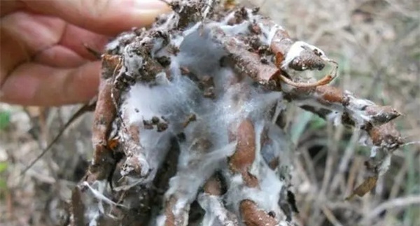 苍术白绢病有何症状