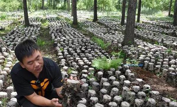 利用林地、田间套种草菇