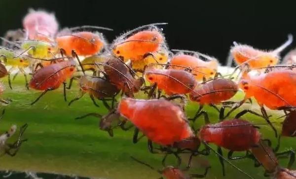 花椒树上蚜虫用什么药物可以根治