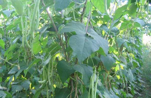 四季豆种植技术
