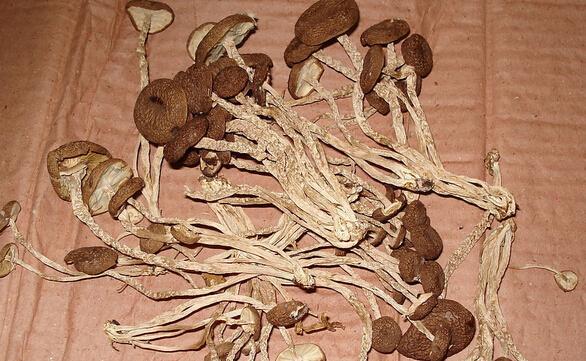 草菇的作用与功效
