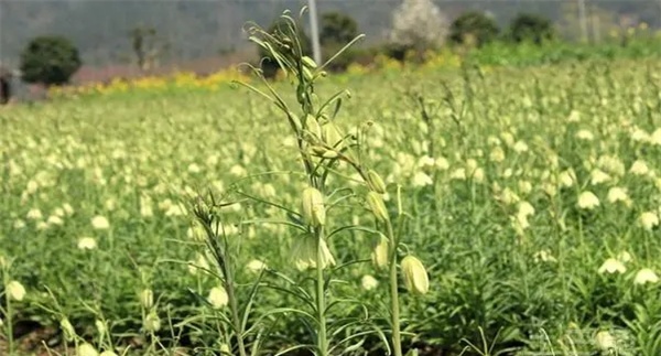 皖贝母的栽培（繁殖）技术问题