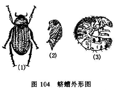 花卉种植方法