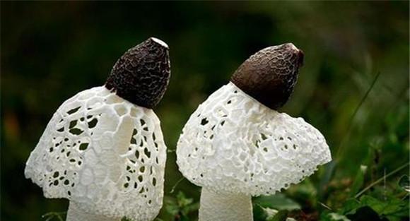 织金竹荪的栽培季节