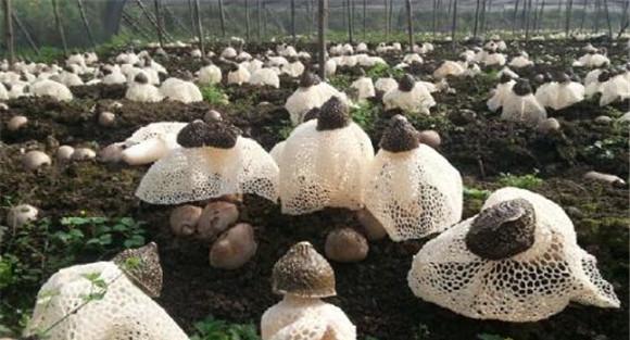 织金竹荪的培养料配方
