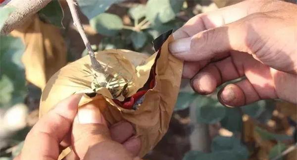 苹果套袋后的摘袋时间和方法