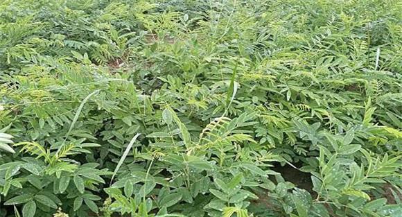 苦参的田间管理