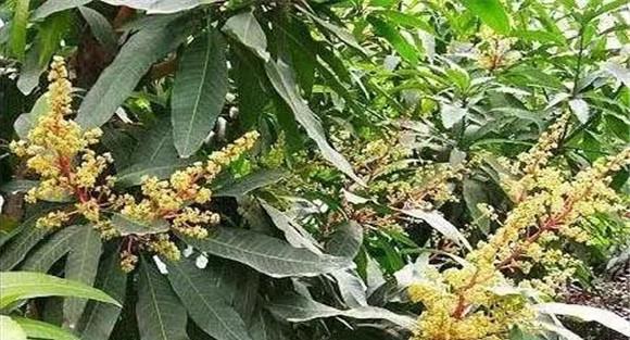 芒果开花枝梢的整理