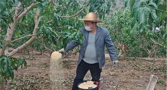 芒果如何科学追肥