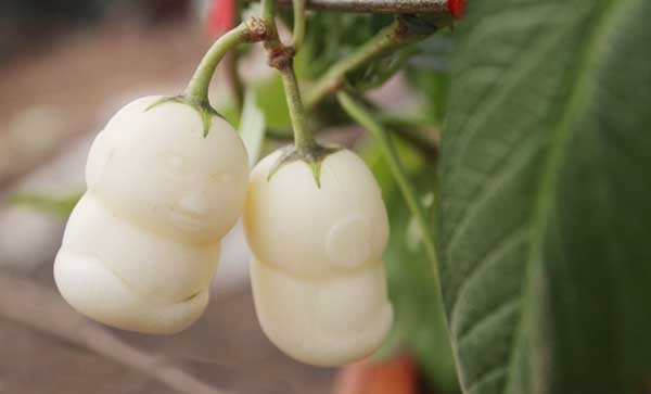 人参果种植技术