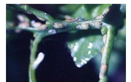 柑橘种植方法