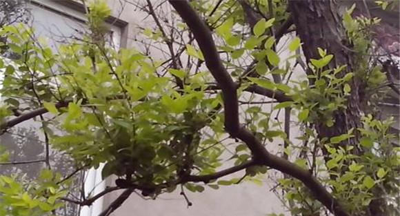 泡桐丛枝病症状特点