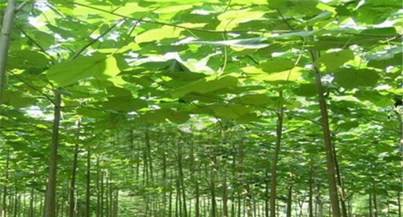 泡桐丛枝病的防治方法