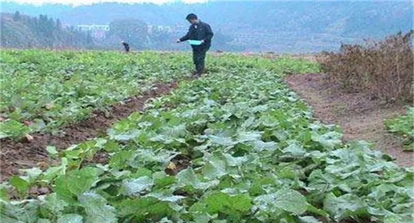 油菜如何施肥