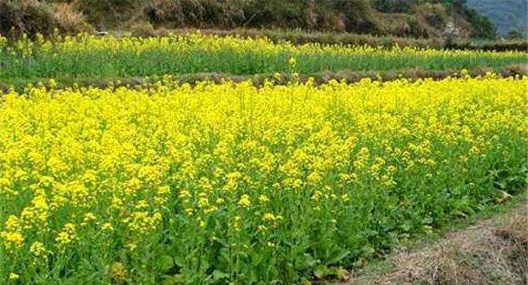 油菜如何防倒伏