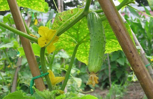黄瓜种植管理方法