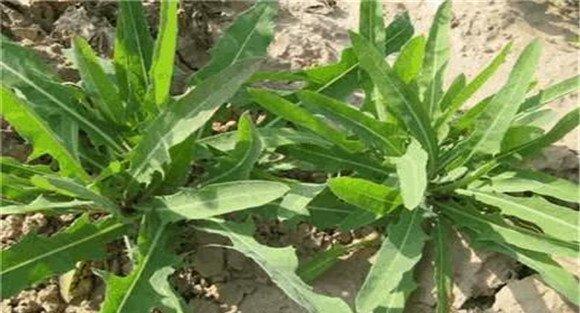 种植野菜的前景如何