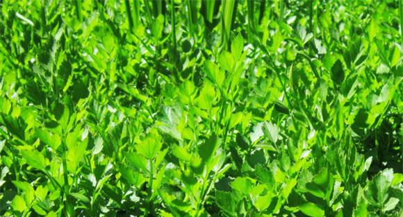 野菜种植技术要点