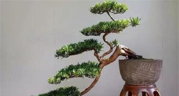 树木盆景