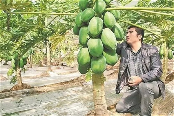 种植木瓜田间管理的主要内容有哪些