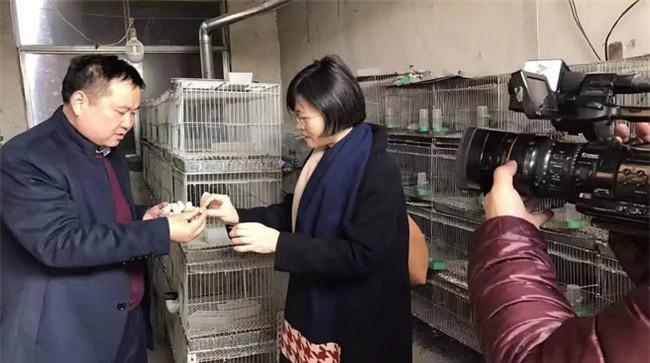 芦丁鸡下蛋对温度有什么要求