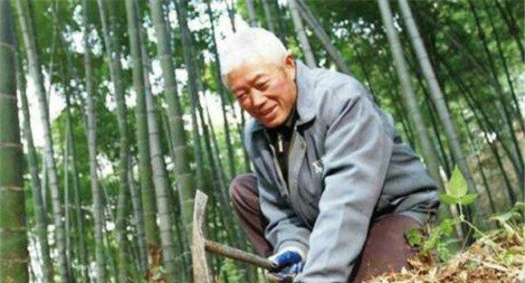 毛竹冬笋高产栽培技术
