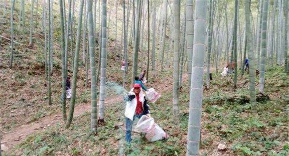 竹林的土壤管理