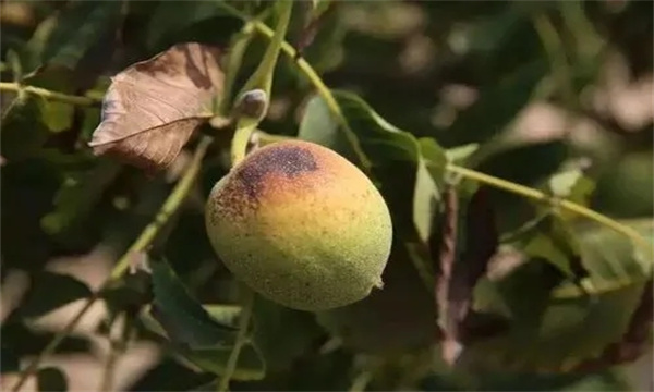 防止核桃日烧有哪些措施
