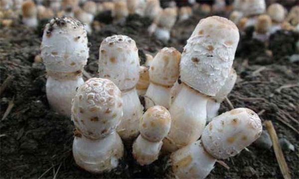 鸡腿菇栽培注意事项有哪些