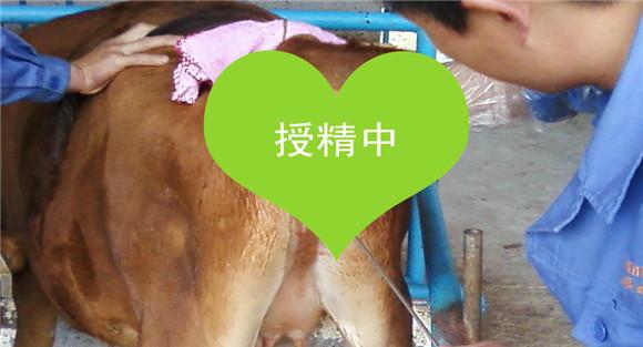 人工授精方法
