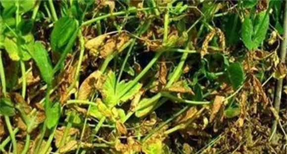 豌豆芽枯病怎样防治