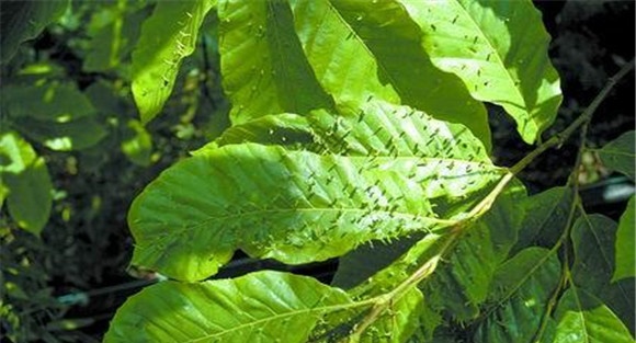 板栗树