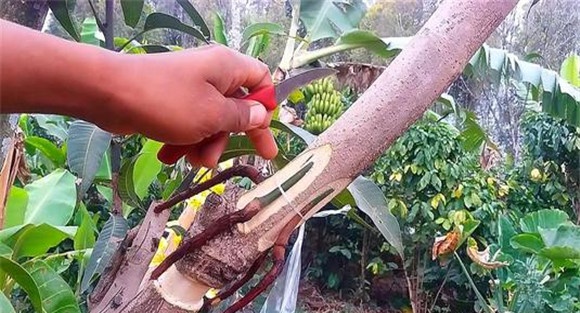 果树靠接的操作要领