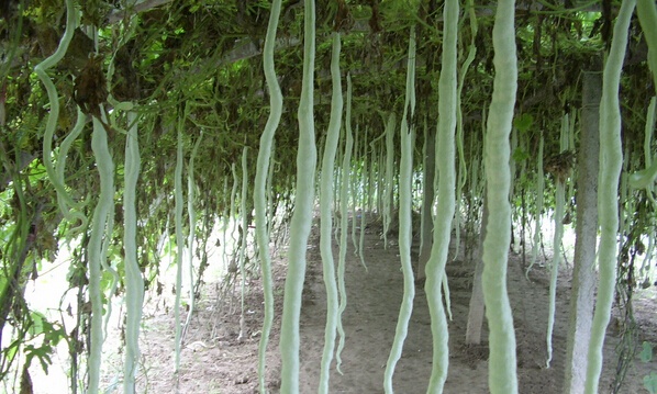 蔬菜种植管理方法