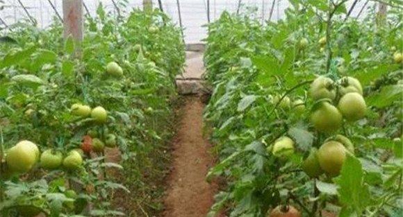西红柿种植注意事项