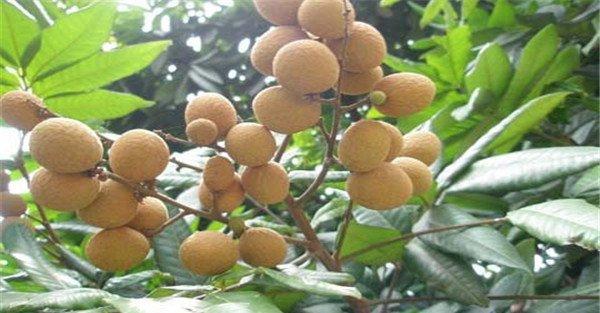 龙眼生长在什么地方
